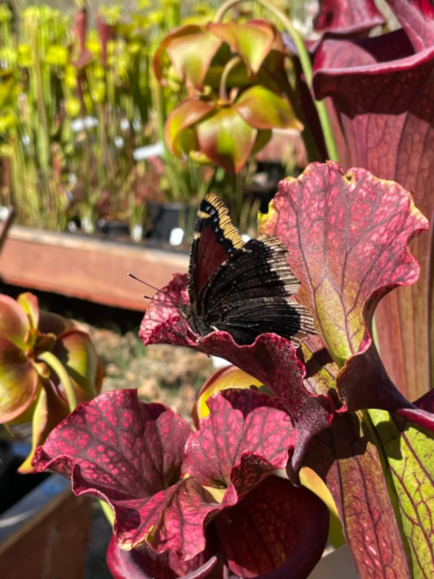 Mourning Cloak Nymphalis antiopa by David