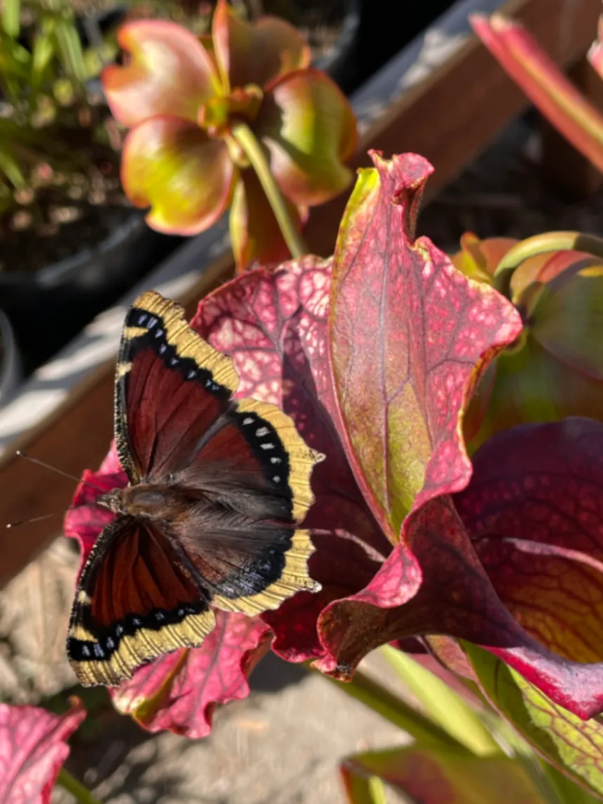 Mourning Cloak Nymphalis antiopa by David