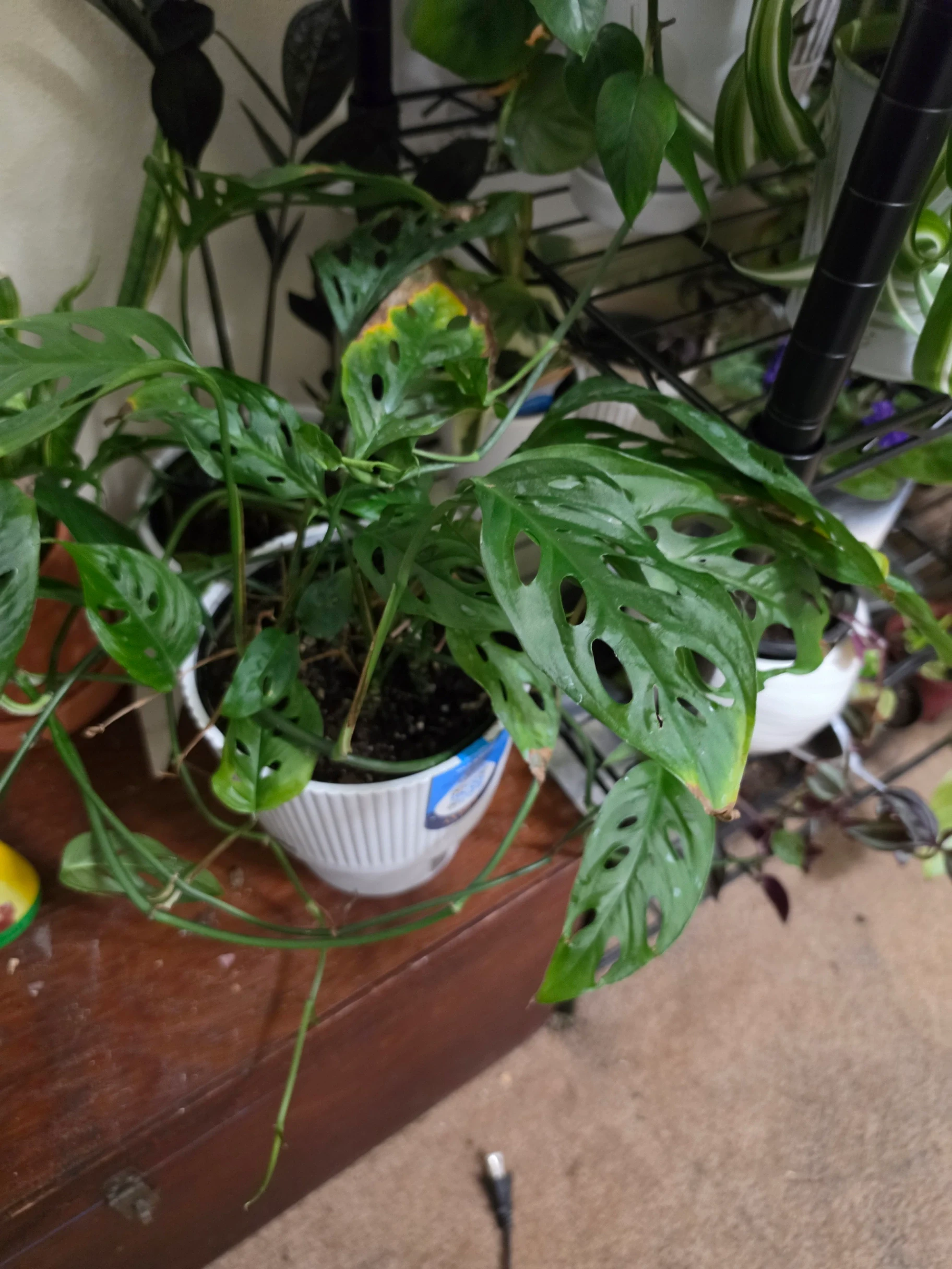 Monstera adansonii by Lilith