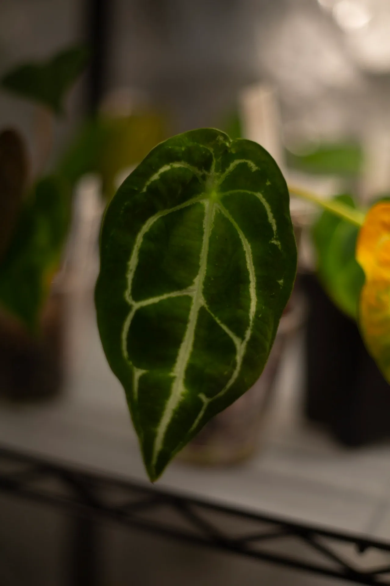 Anthurium Forgetii x NOID by migy