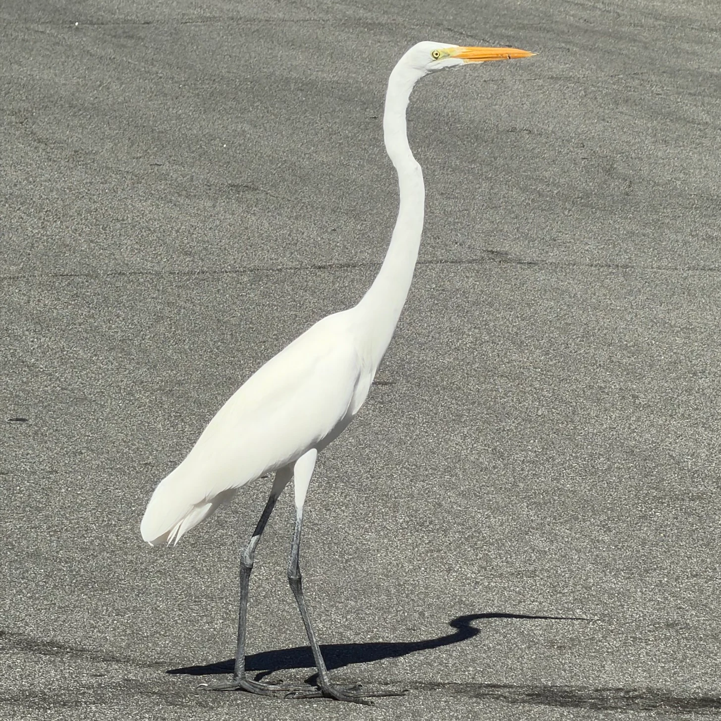 Great Egret Ardea alba by David