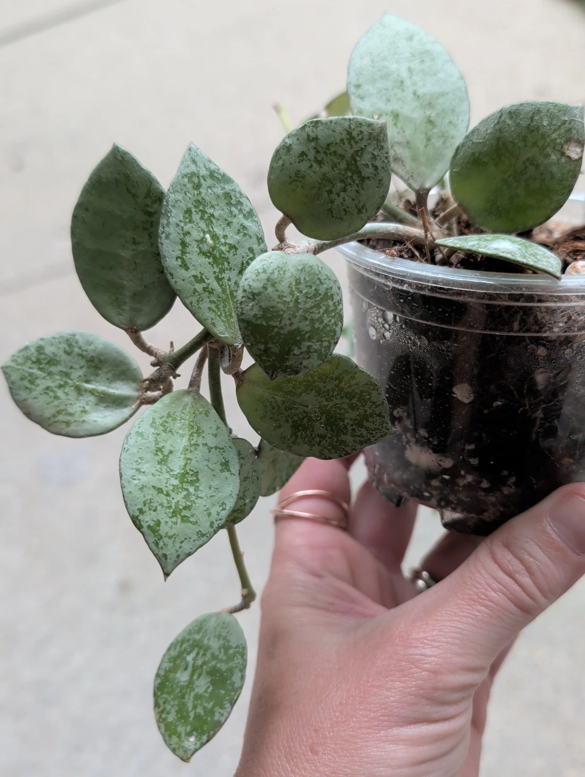 Hoya lacunosa 'Silver Lime' by meg