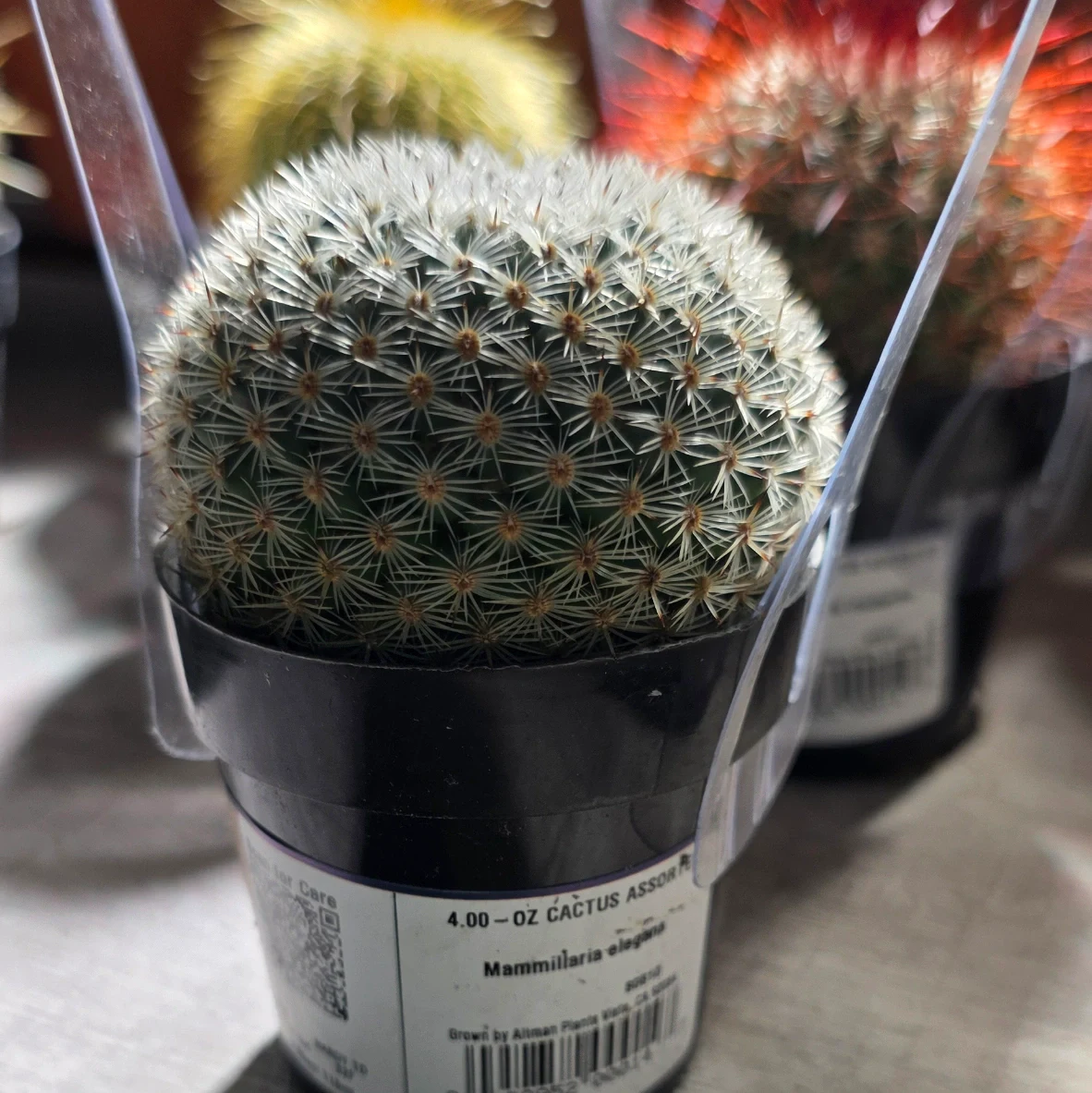 Mammillaria elongata by RoyalAlchemy