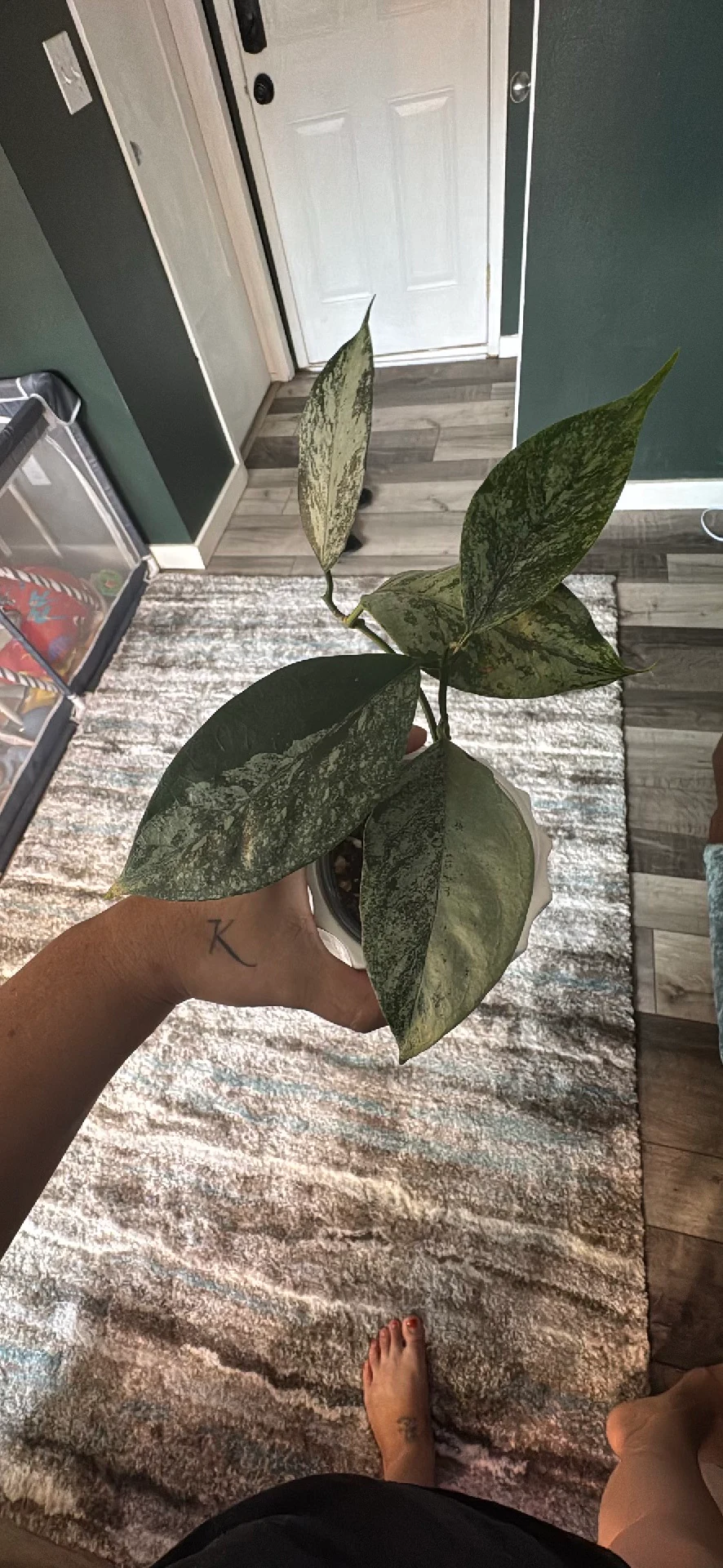 Hoya Caudata 'Silver Splash' by Ohtatie