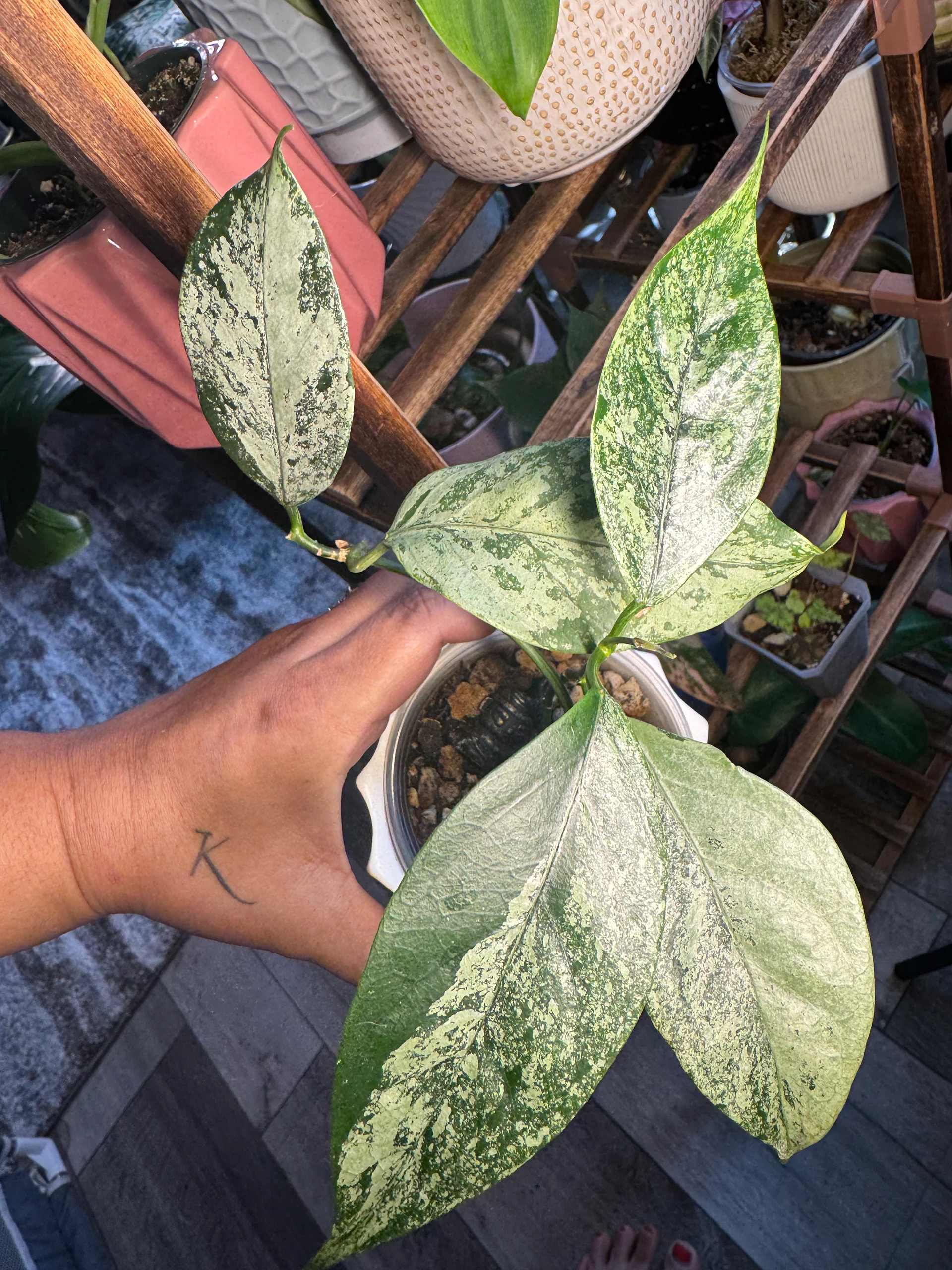 Hoya Caudata 'Silver Splash' by Ohtatie