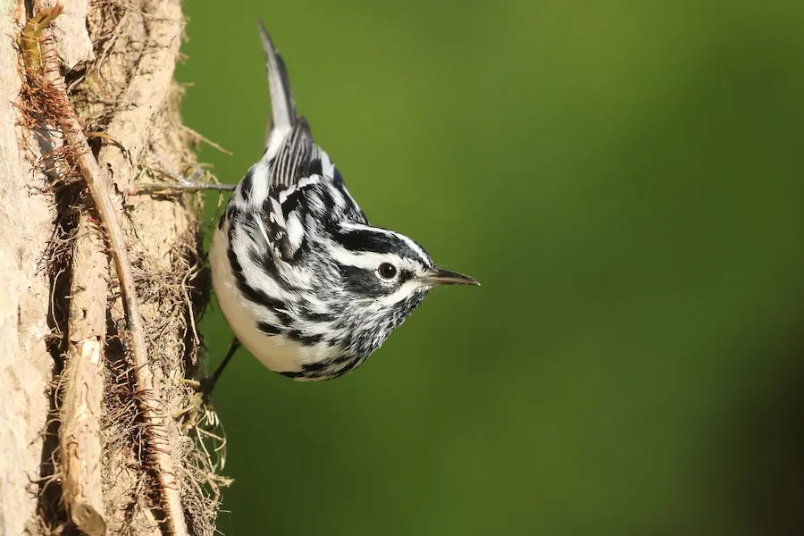 Black-and-white Warbler Mniotilta varia by genevieve