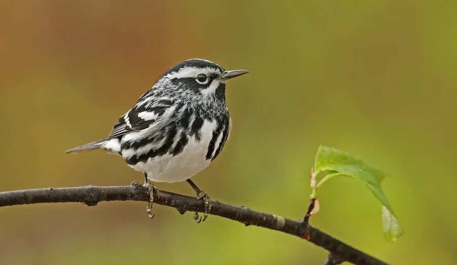 Black-and-white Warbler Mniotilta varia by genevieve