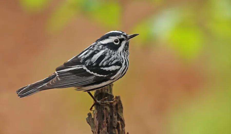 Black-and-white Warbler Mniotilta varia by genevieve