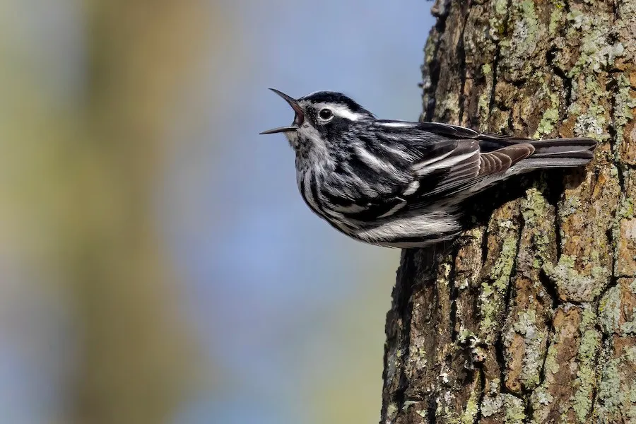 Black-and-white Warbler Mniotilta varia by genevieve