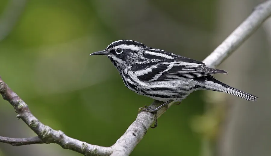 Black-and-white Warbler Mniotilta varia by genevieve