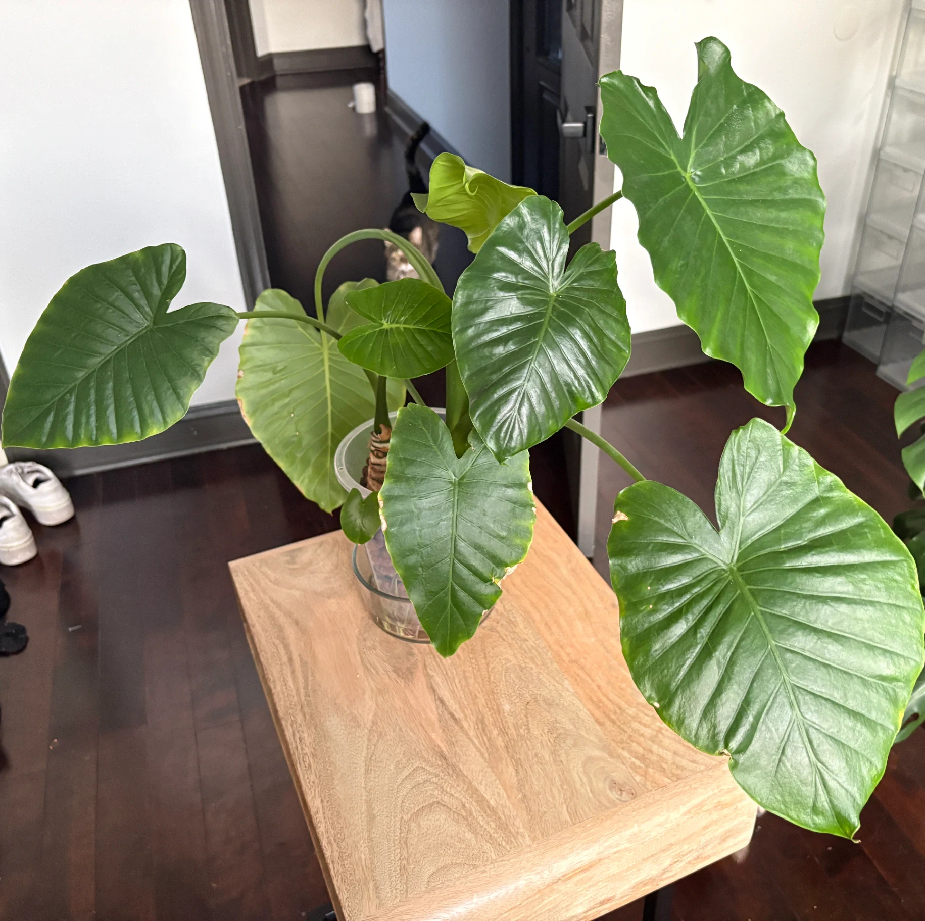 Alocasia macrorrhizos by katiesplants