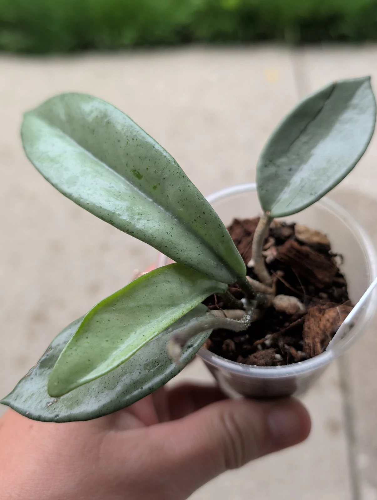 Hoya carnosa 'Wilbur Graves silver' by meg