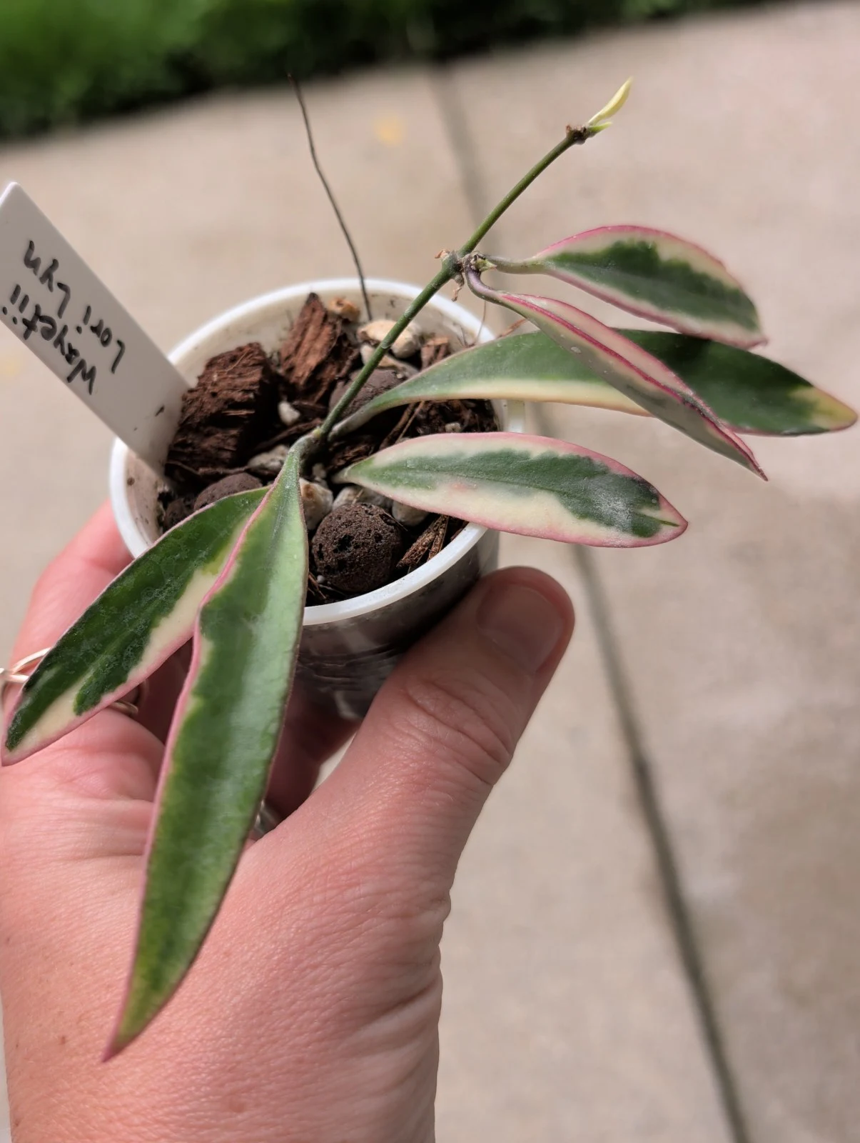 Hoya wayetii 'Lori Lyn' by meg