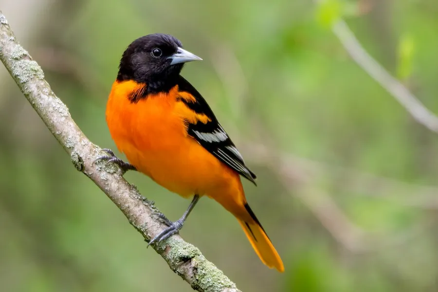 Baltimore Oriole Icterus galbula by genevieve