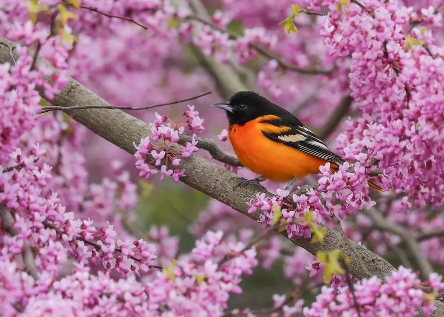 Baltimore Oriole Icterus galbula by genevieve