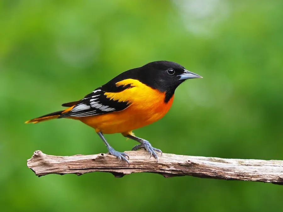 Baltimore Oriole Icterus galbula by genevieve