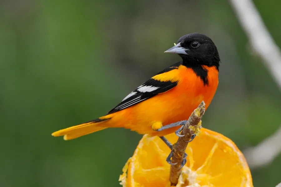 Baltimore Oriole Icterus galbula by genevieve