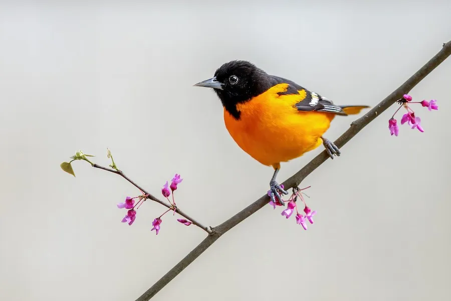 Baltimore Oriole Icterus galbula by genevieve