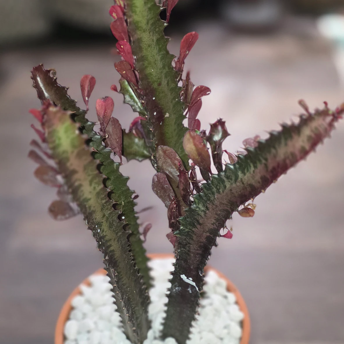 Euphorbia trigona 'Royal Red' by RoyalAlchemy