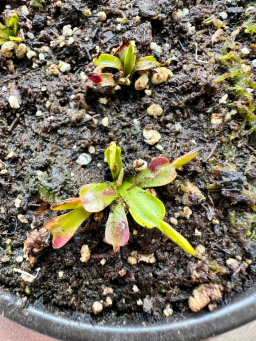Dionaea Muscipula 'Dentate' by marklt