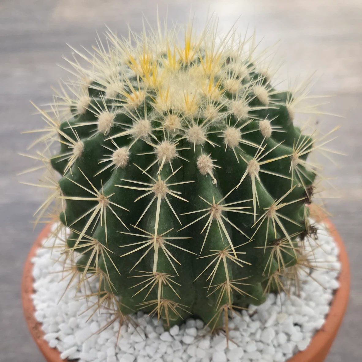 Echinocactus grusonii by RoyalAlchemy