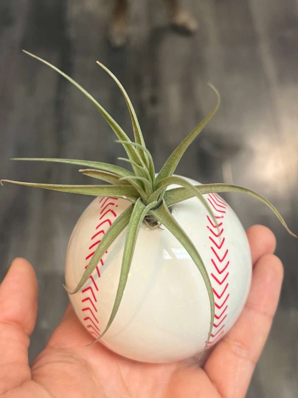 Tillandsia ionantha by alohamora