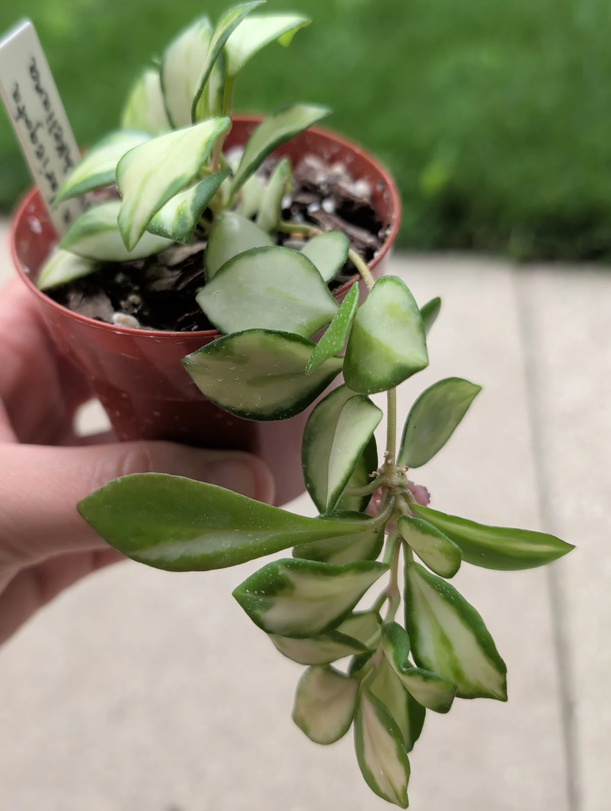 Hoya heuschkeliana 'Variegata' by meg