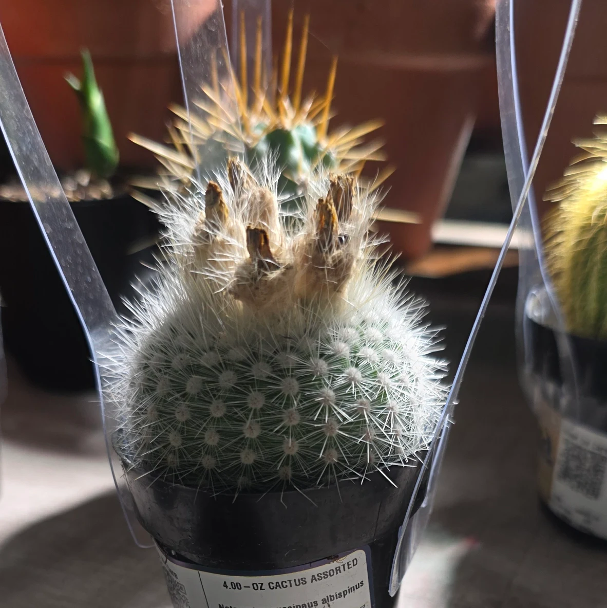 Parodia scopa 'Albispinus' by RoyalAlchemy