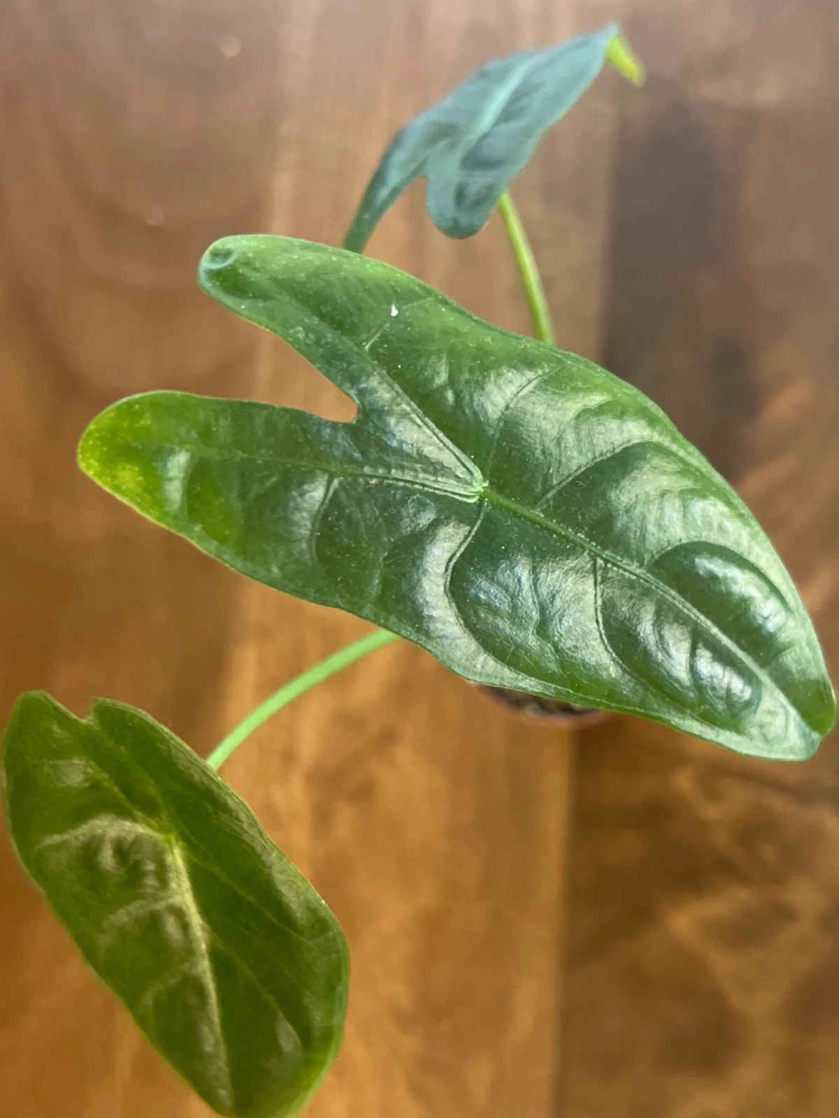 Alocasia longiloba silver by alohamora