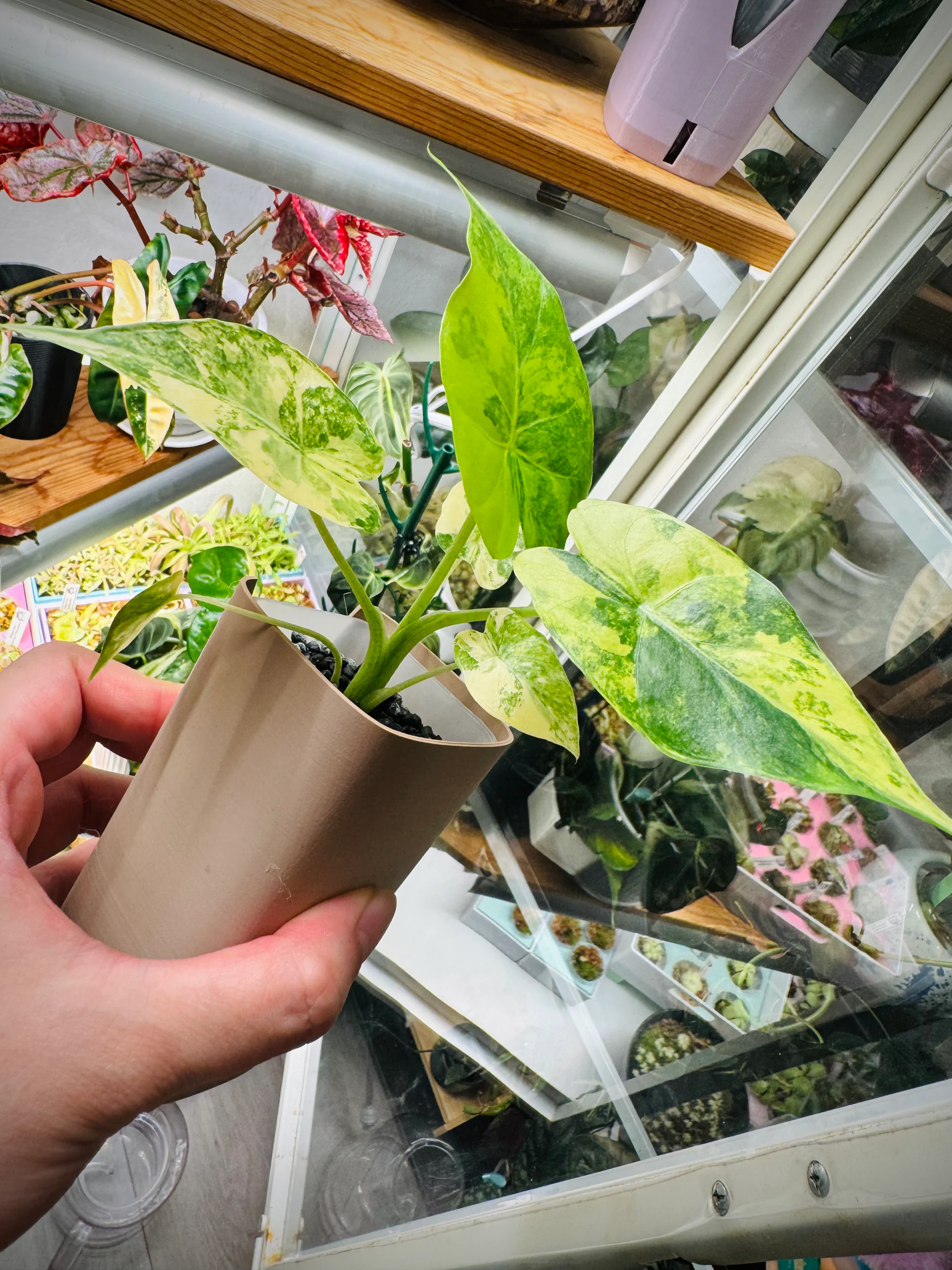 Alocasia gageana 'Aurea' by Labuleaf