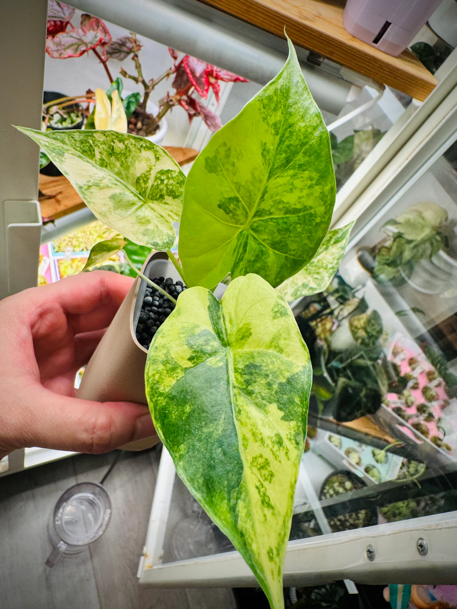 Alocasia gageana 'Aurea' by Labuleaf