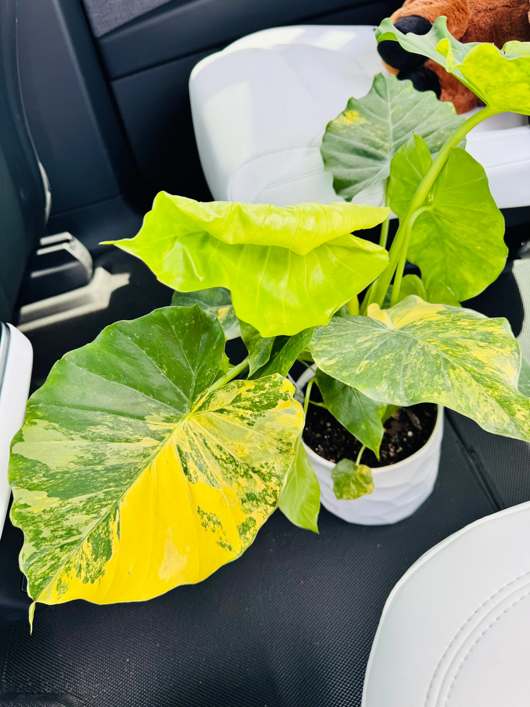 Alocasia gageana 'Aurea' by Labuleaf
