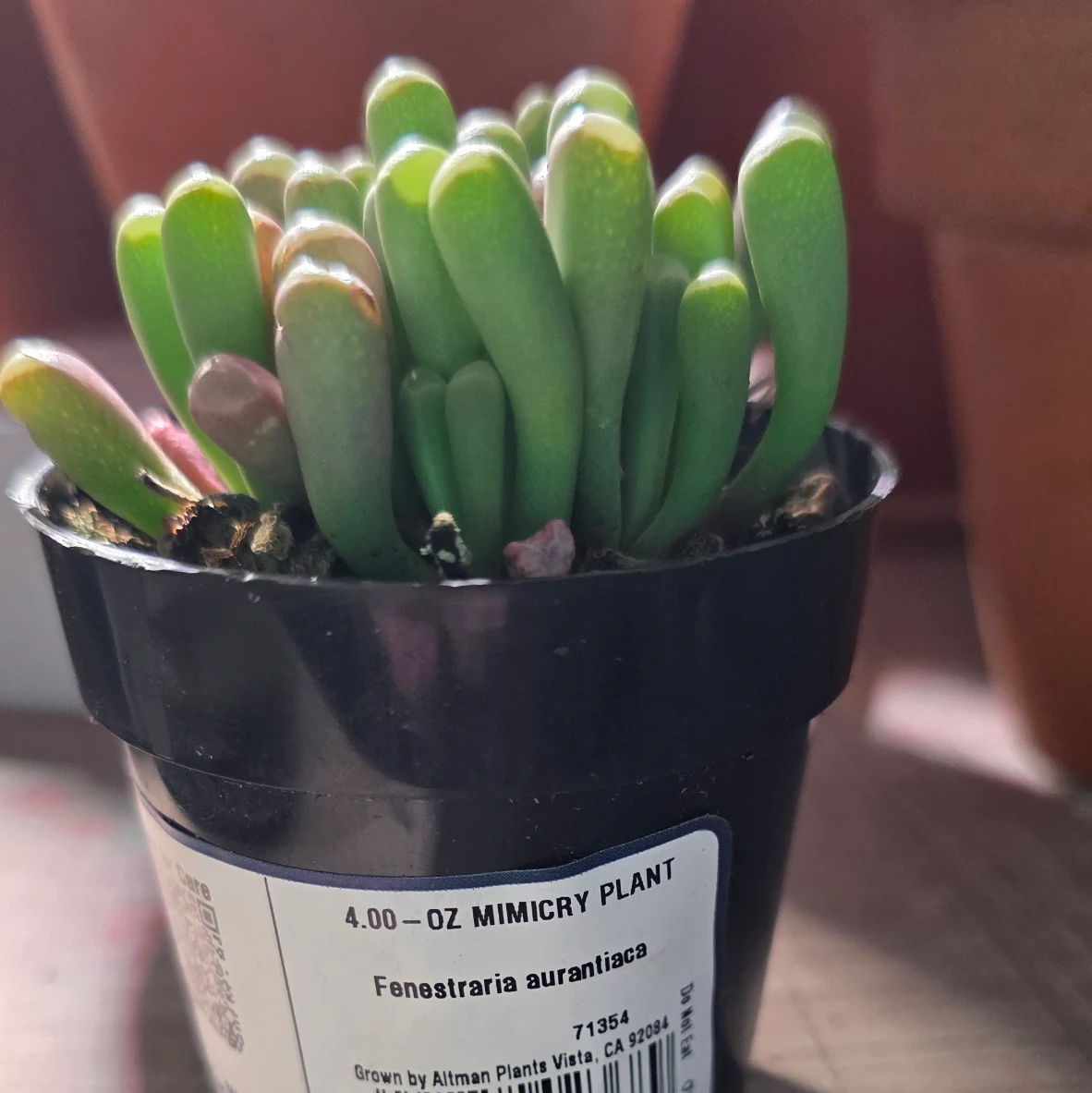 Fenestraria rhopalophylla by RoyalAlchemy