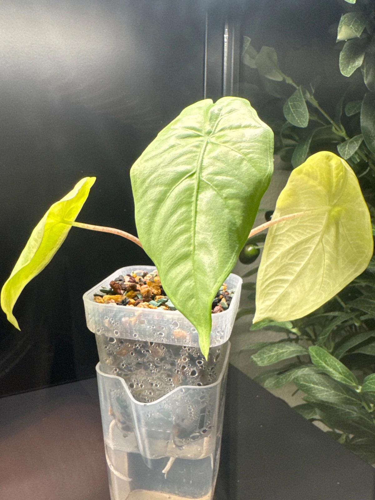 Alocasia by Zharia