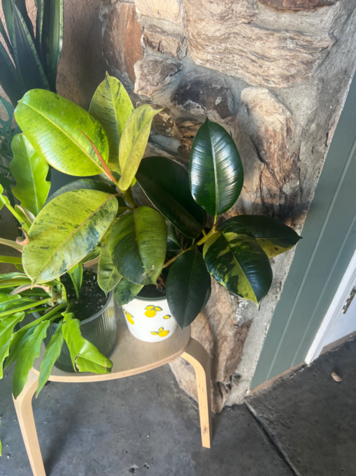Ficus elastica 'Shivereana' by alohamora