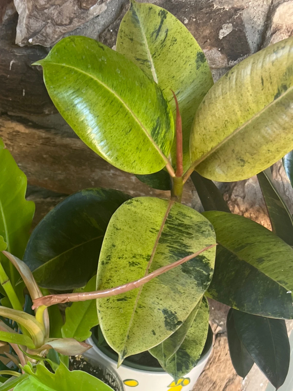 Ficus elastica 'Shivereana' by alohamora