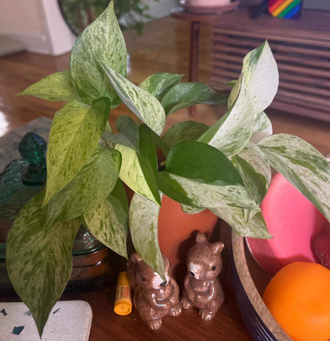 Epipremnum aureum 'Marble Queen' by joshchristoffersen