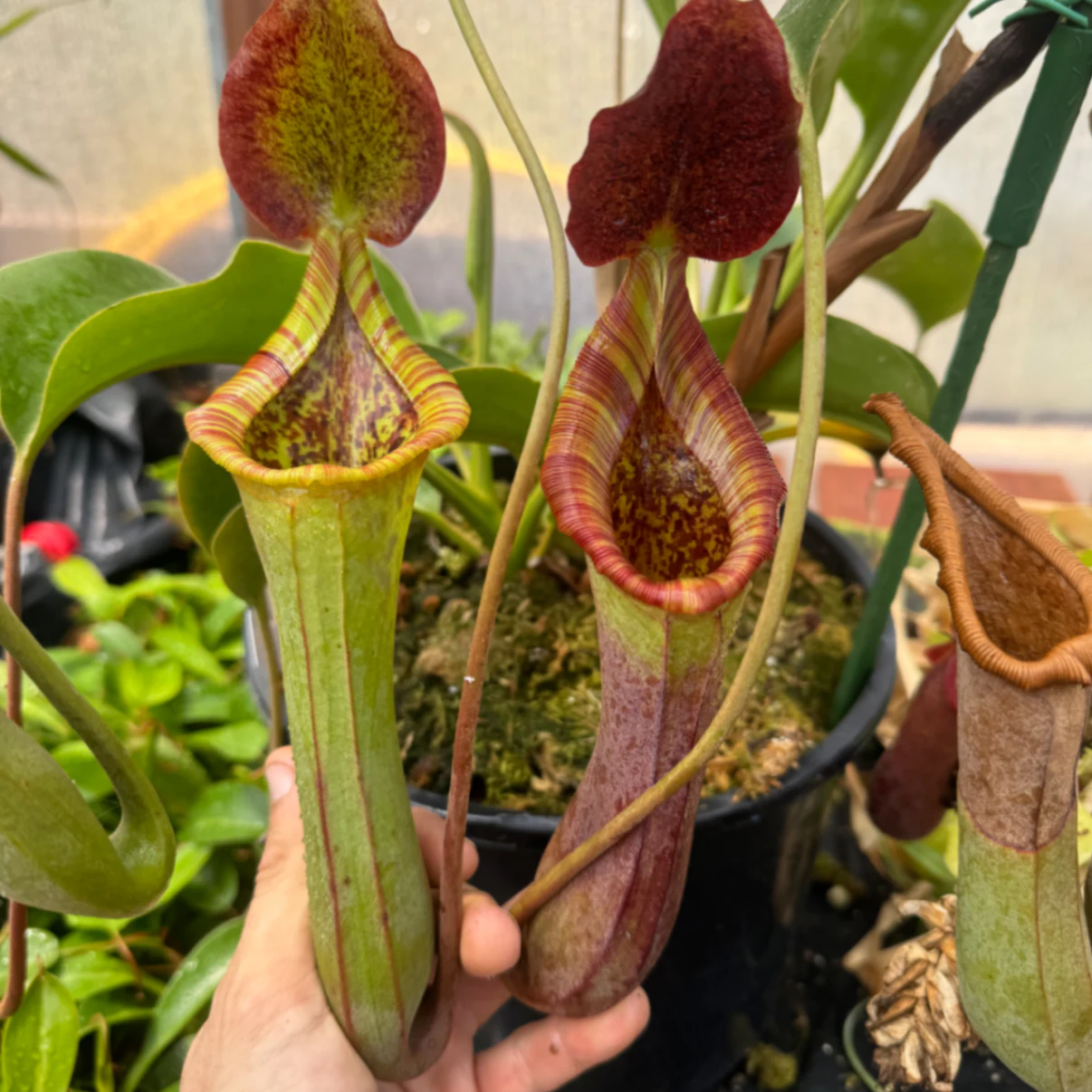Nepenthes truncata × lowii by David