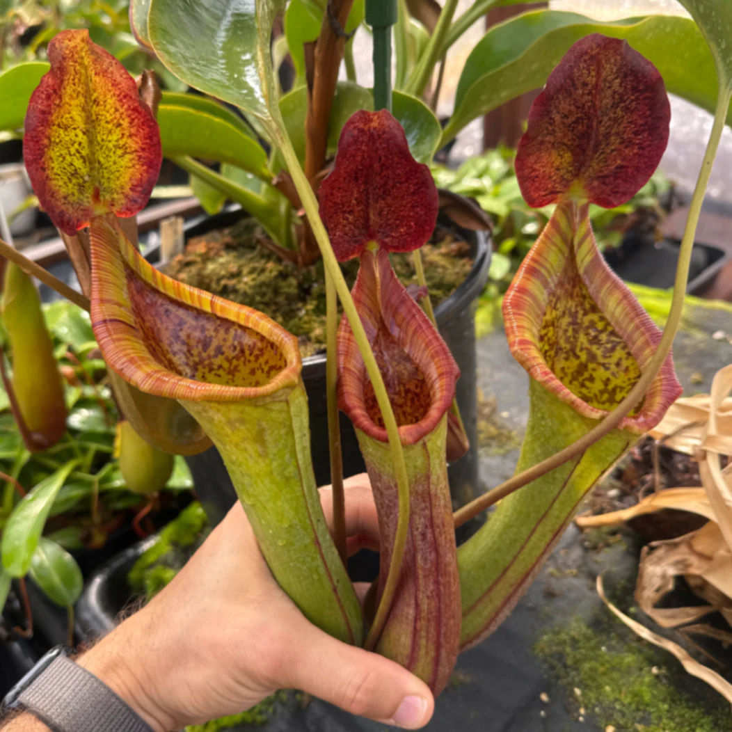 Nepenthes truncata × lowii by David