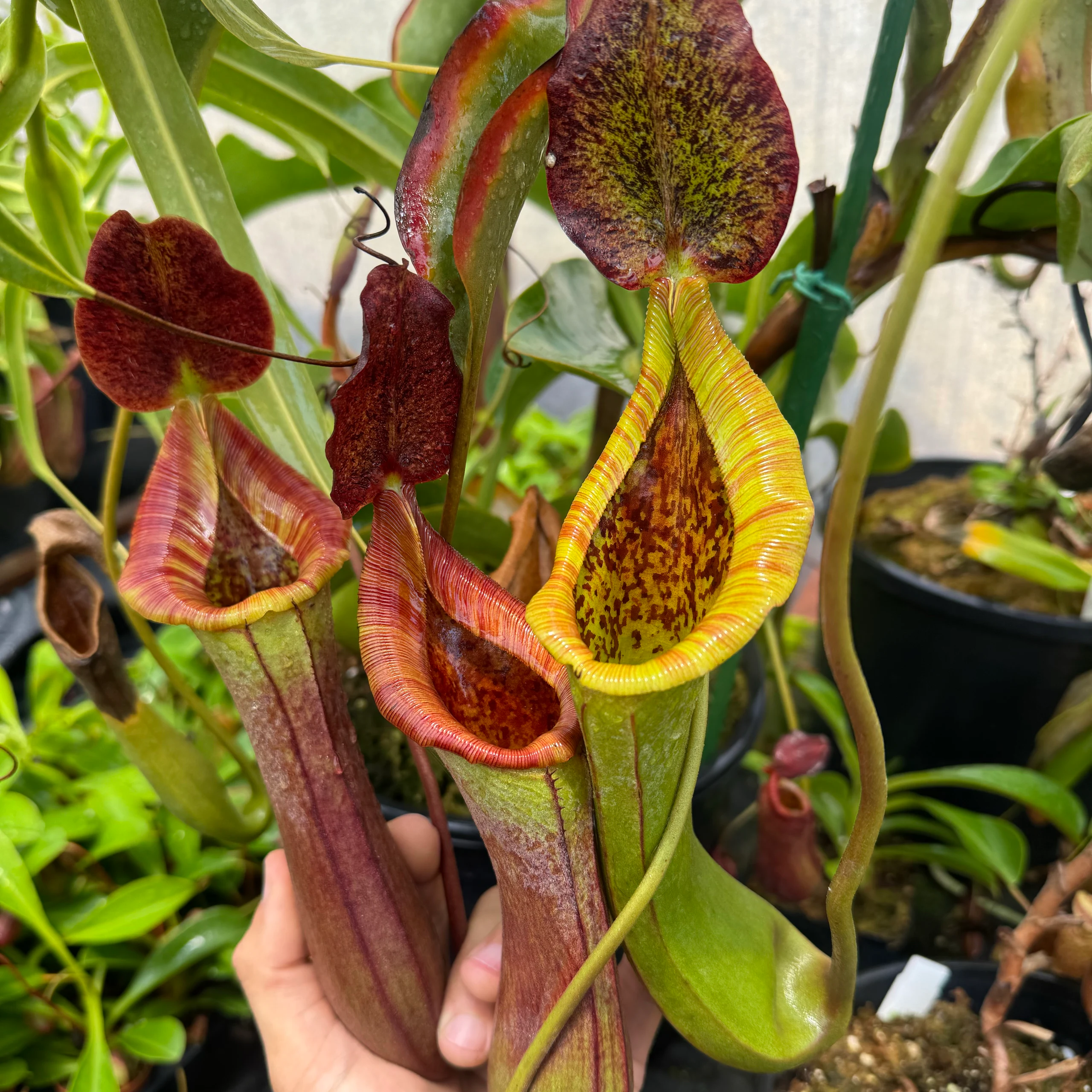 Nepenthes truncata × lowii by David