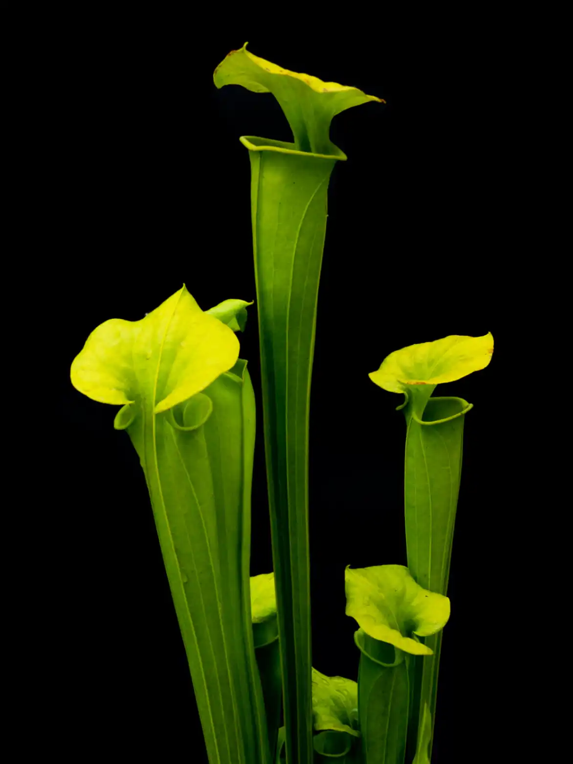 Sarracenia flava var. maxima by David