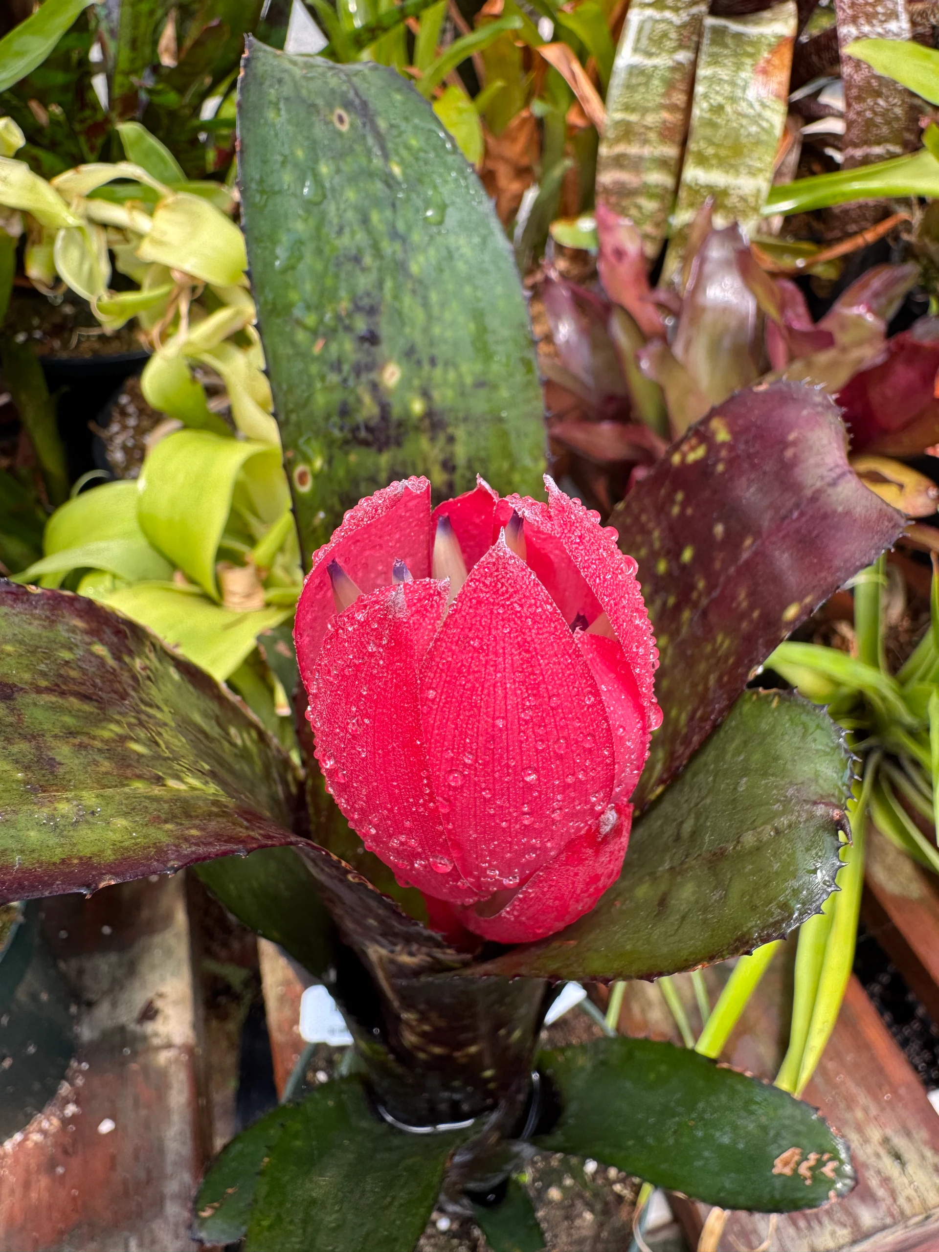 Billbergia Bob by David