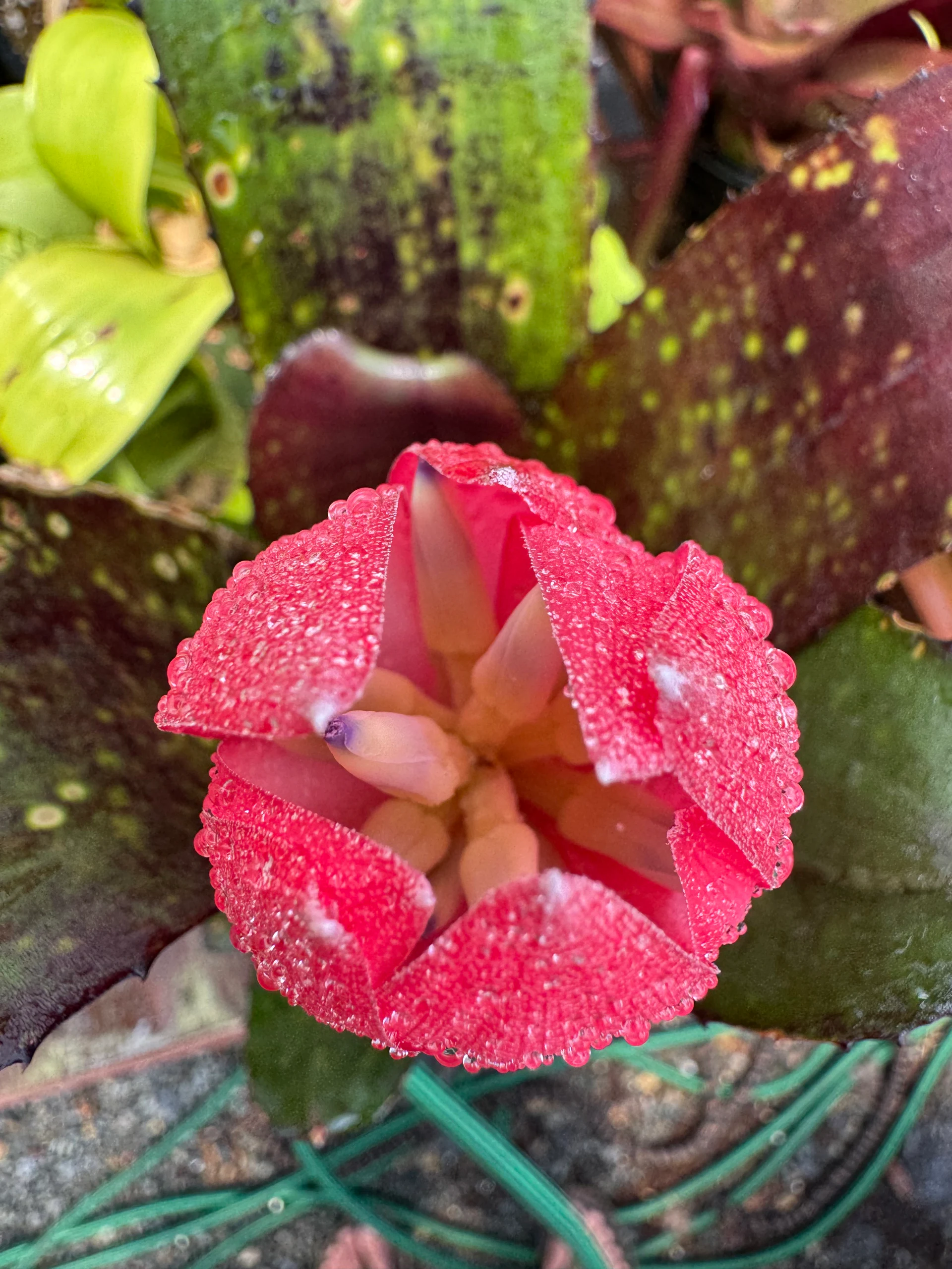 Billbergia Bob by David