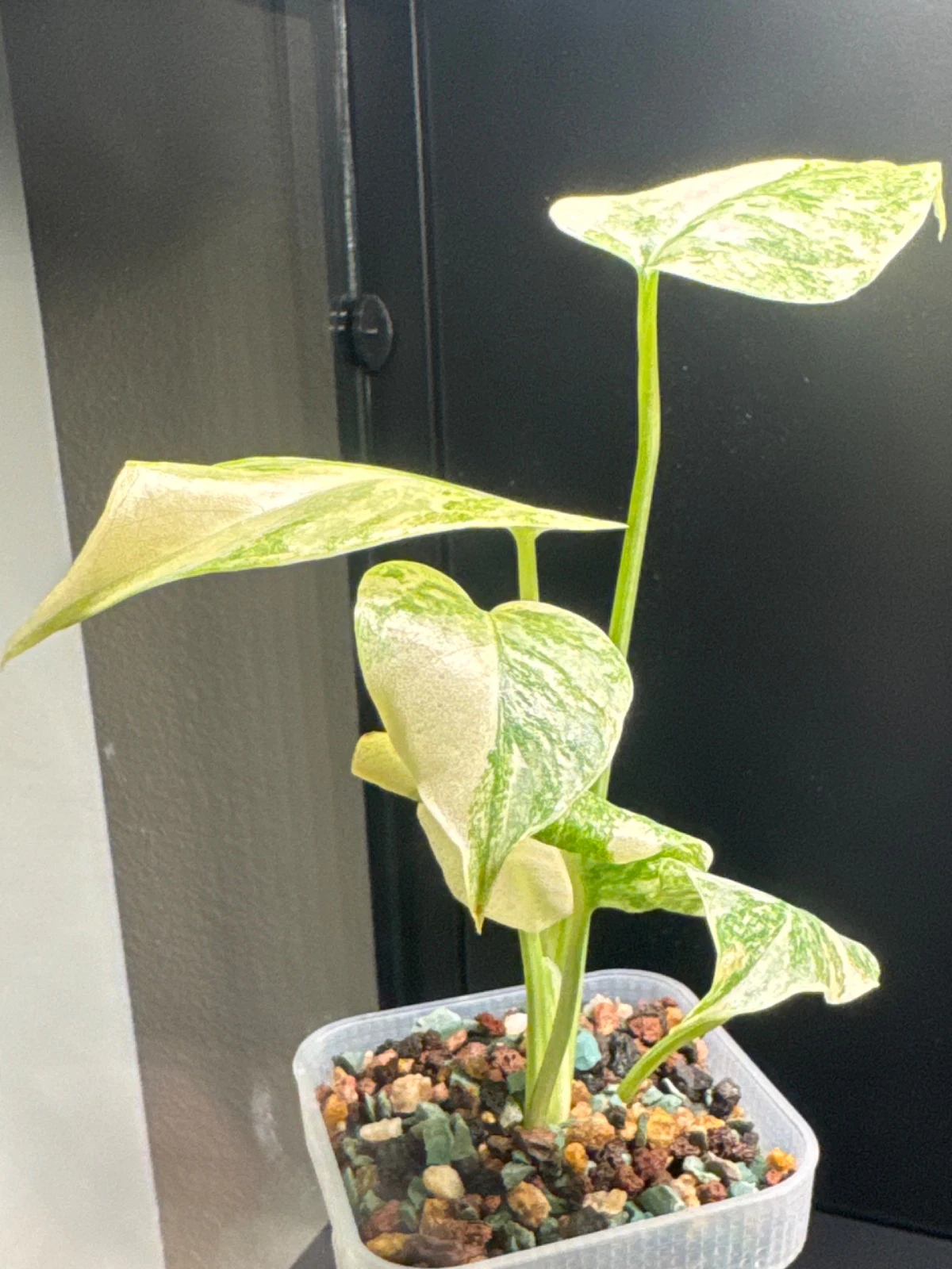 Monstera deliciosa 'Albo Borsigiana' by Zharia