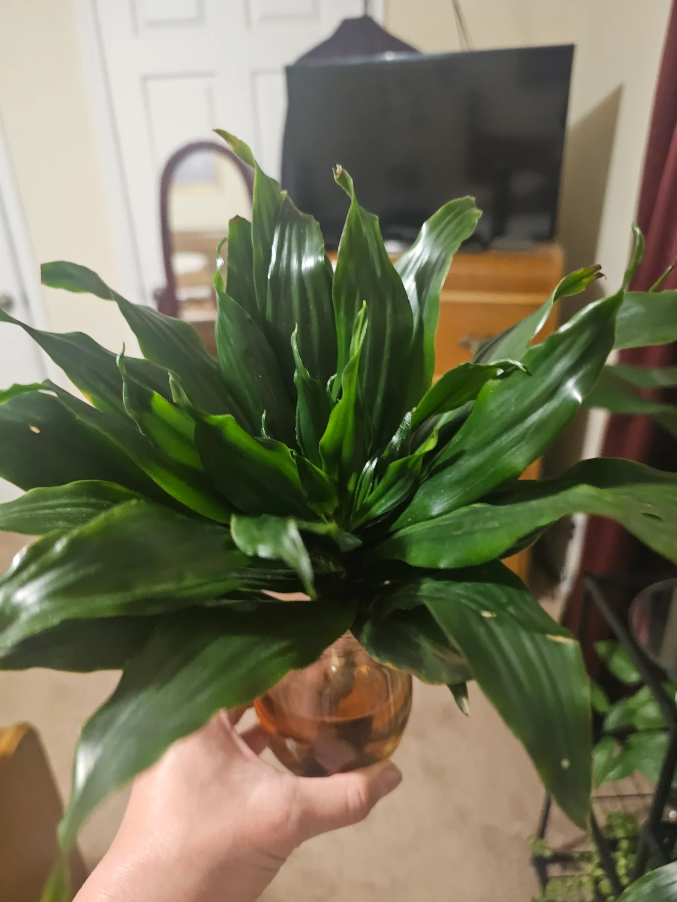Dracaena fragrans 'Janet Craig Compacta' by Mslatinatx73