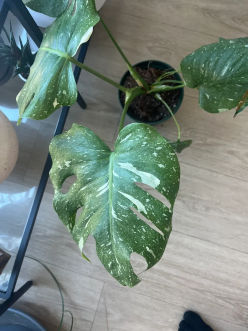 Monstera deliciosa by Ethan