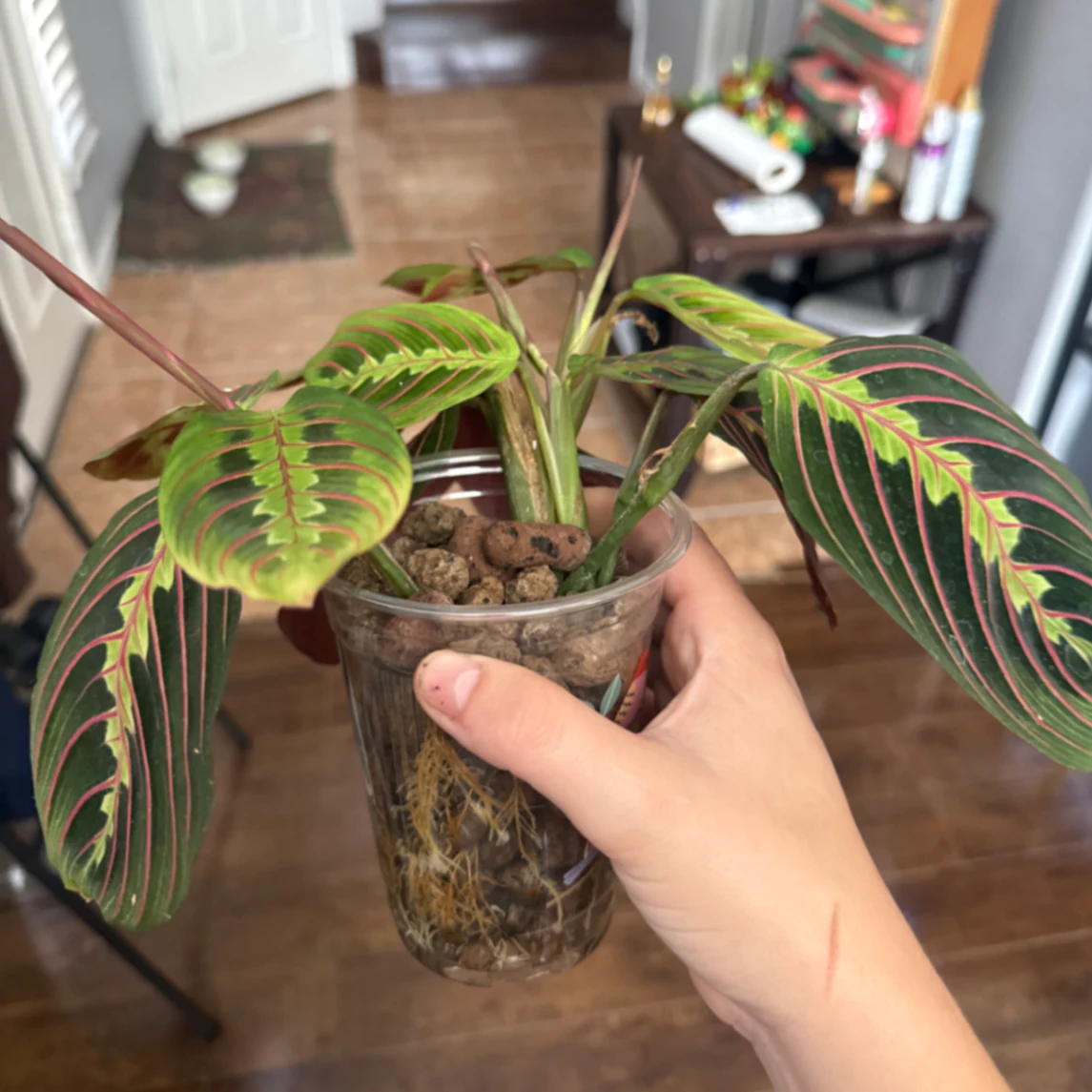 Maranta leuconeura 'Kerchoveana' by kkalekas