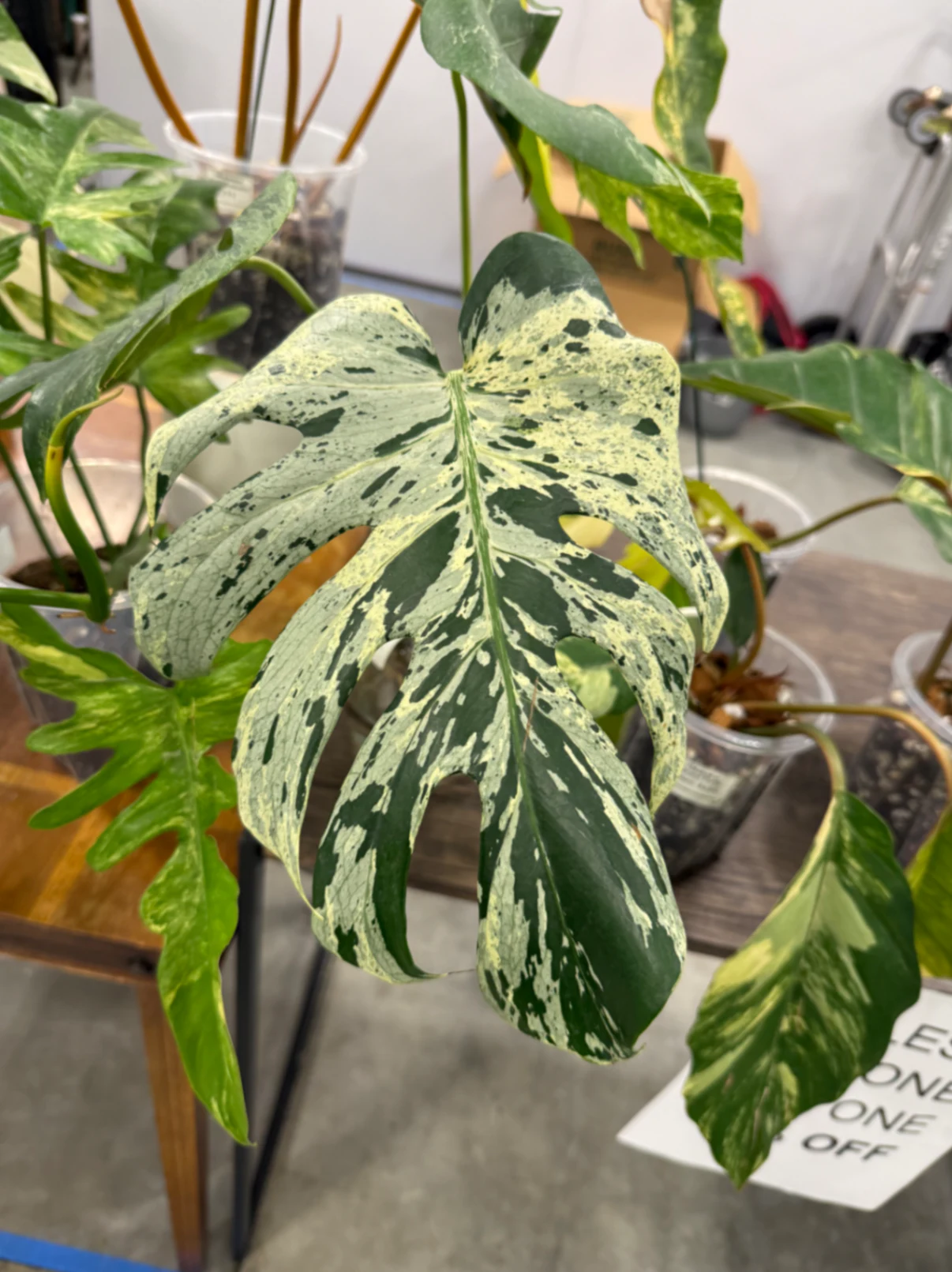Monstera deliciosa 'Albo-Variegata' by lily