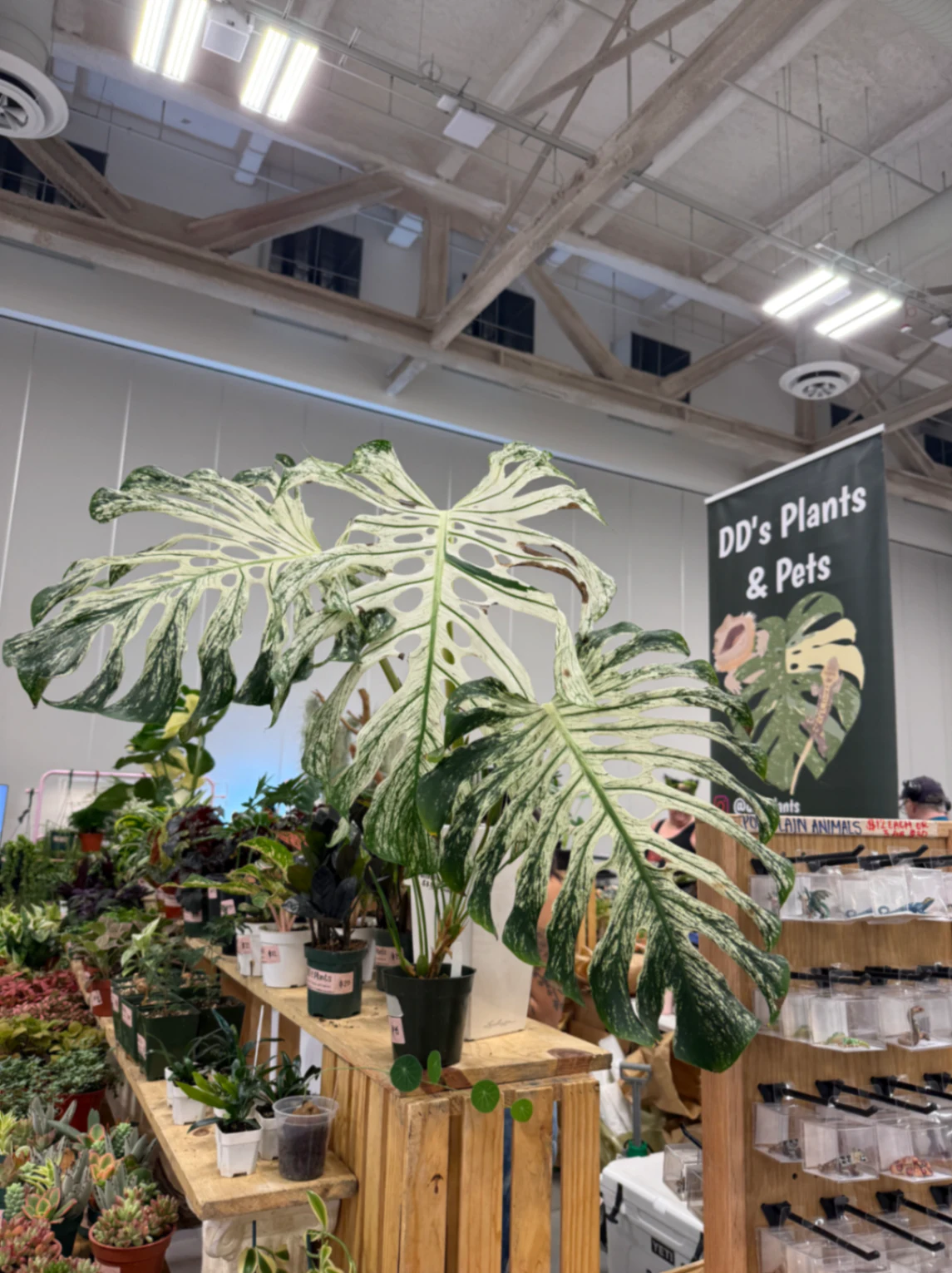 Monstera deliciosa 'Albo-Variegata' by lily