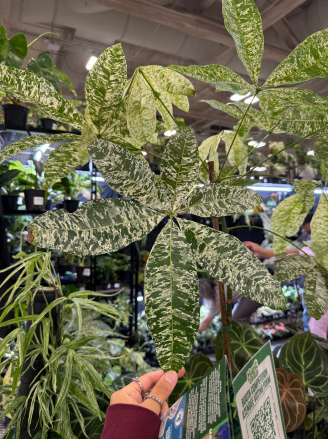 Monstera deliciosa 'Albo-Variegata' by lily